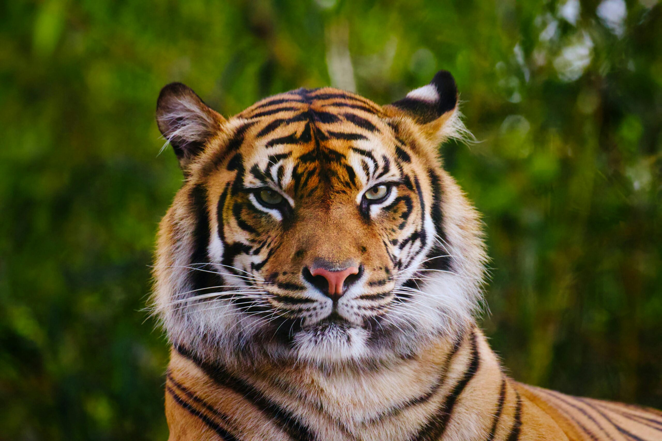 bengal tiger